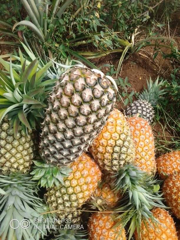 feem_62db05cf95812_IMG-20260126-WA0396